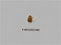 藏品(台灣微條金龜)的圖片